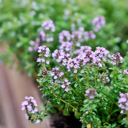 German Thyme Plants - Perfect for Indoor or Outdoor Gardening, High in Antioxidants, Fragrant and Flavorful Herb (2 ger Thyme Bags)