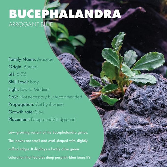 SubstrateSource Bucephalandra Arrogant Blue Live Aquarium Plant - Natural Freshwater Fish Tank Decorations and Aquatic Decor (Small Clump (3-5 Plants))