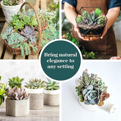 Shop Succulents Pastel Succulent Plant Pack Collection - Live Mini Succulent Plants, Low Maintenance, Bright & Serene Colors & Textures - Wedding and Party Favors, Gift & Garden, Pack of 4