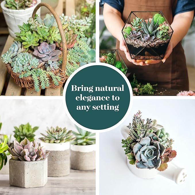Shop Succulents Pastel Succulent Plant Pack Bulk Collection - Live Mini Succulent Plants, Low Maintenance, Bright & Serene Colors & Textures - Wedding and Party Favors, Gift & Garden, Pack of 16