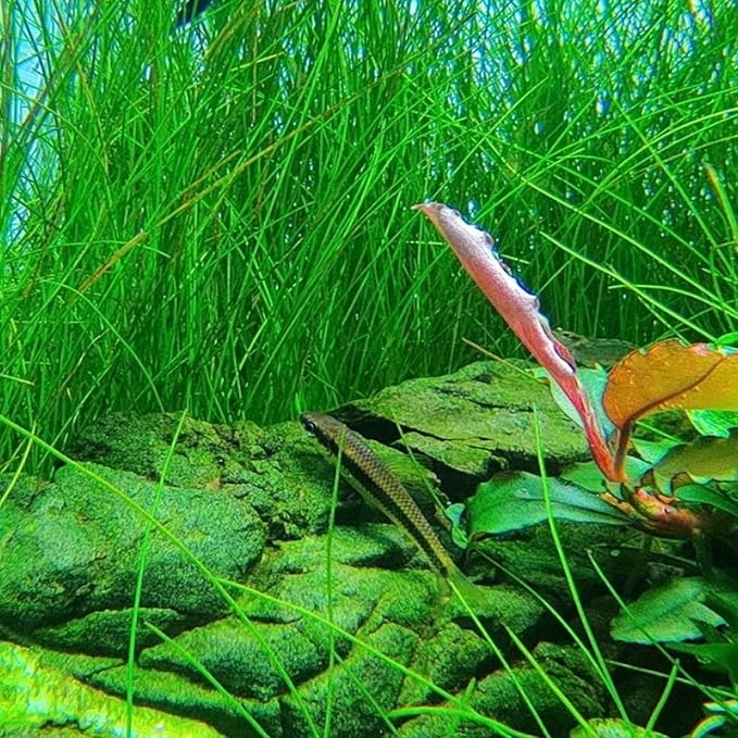 Dwarf Hairgrass Eleocharis Parvula Tissue Culture Vitro Grown Freshwater Aquarium Live Plant for Fish Tank Carpet Decoration
