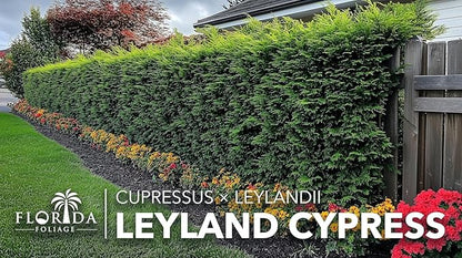 Leyland Cypress | 20 Live Plants | Cupressus × leylandii | Fast Growing Evergreen Trees | Privacy Hedge Plants for Landscaping