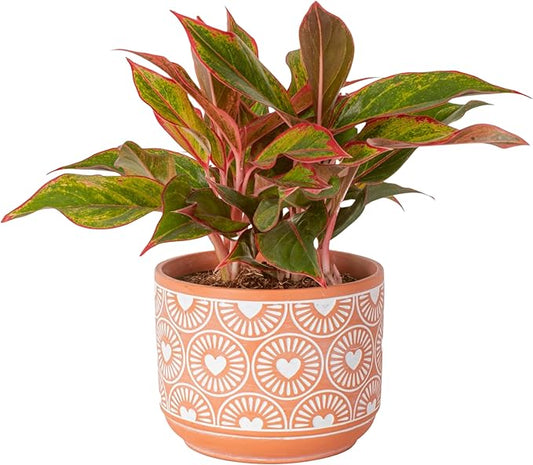 Costa Farms Chinese Evergreen, Live Indoor Plant Aglaonema, Potted in Modern Decor Planter Pot with Soil, Live Houseplant Gardening Gift, Tabletop, Office, or Home Décor, 14-Inches Tall