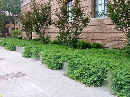 Juniper Blue Pacific - 30 Live Plants - Drought Tolerant Cold Hardy Evergreen Ground Cover