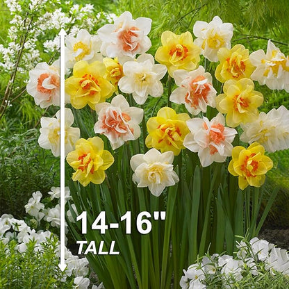 Garden State Bulb Double Mixed Daffodil Flower Bulbs, 14/16cm, Fall Planting (Bag of 50)