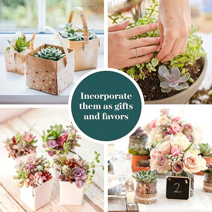 Shop Succulents Pastel Succulent Plant Pack Collection - Live Mini Succulent Plants, Low Maintenance, Bright & Serene Colors & Textures - Wedding and Party Favors, Gift & Garden, Pack of 4