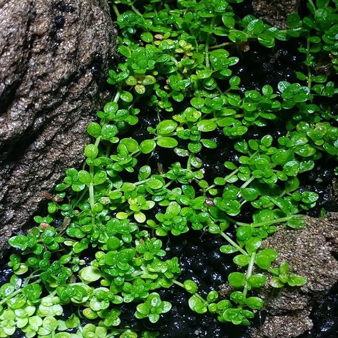 Mainam Dwarf Baby Tears Hemianthus Callitrichoides Tissue Culture US Nursery Live Aquarium Plants Decorations Freshwater Fish Tank Aquatic Plant3 Days Pond Tropical
