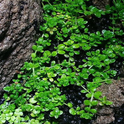 Mainam Dwarf Baby Tears Hemianthus Callitrichoides Tissue Culture US Nursery Live Aquarium Plants Decorations Freshwater Fish Tank Aquatic Plant3 Days Pond Tropical