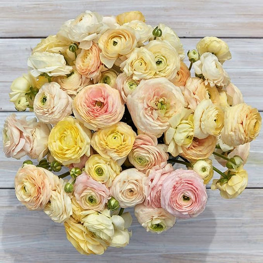 Eden Brothers Ranunculus Bulbs - Wedding Pastel