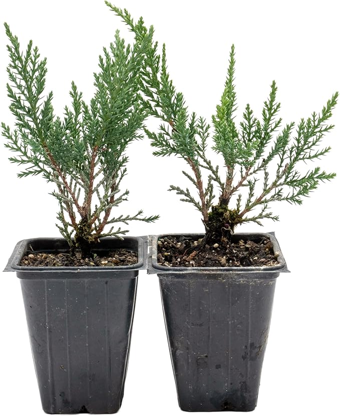 2 Tamarix Juniper in 3.5" Nursery Cubes | Juniperus Sabina ‘Tamariscifolia’ | Dense, Low-Maintenance Evergreen Shrub with Fine, Feathery Foliage | Ready-to-Plant Live Starters