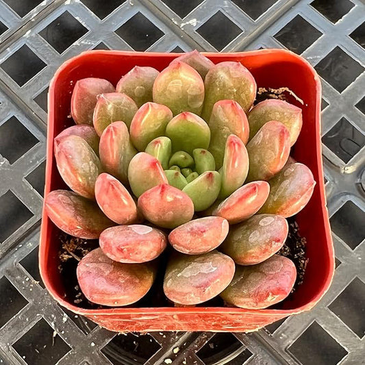 Sprout N Green Sedeveria Pink Ruby, Live Succulent Plant Fully Rooted in 2" Pot, Real House for Indoor Outdoor Home Office Wedding Decoration Party Favor