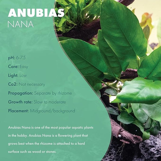 SubstrateSource Anubias Live Aquarium Plants - Potted Freshwater Plant for Fish Tanks, Terrariums - Beginner Friendly Low Light (Nana, 5 Pots)