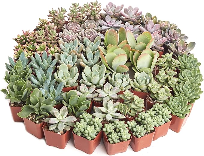 Shop Succulents Pastel Succulent Plant Pack Bulk Collection - Live Mini Succulent Plants, Low Maintenance, Bright & Serene Colors & Textures - Wedding and Party Favors, Gift & Garden, Pack of 100
