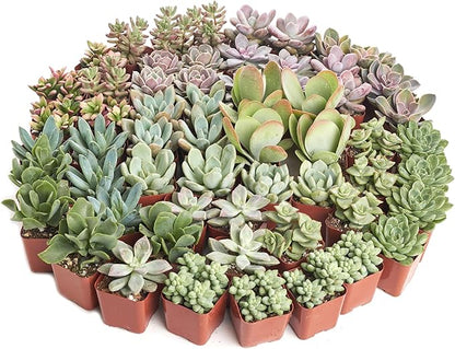 Shop Succulents Pastel Succulent Plant Pack Bulk Collection - Live Mini Succulent Plants, Low Maintenance, Bright & Serene Colors & Textures - Wedding and Party Favors, Gift & Garden, Pack of 40