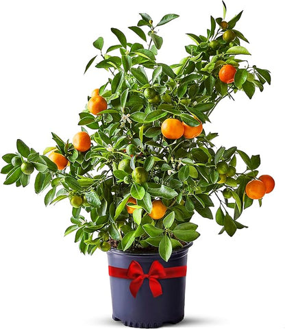 Calamondin Tree Live Plants Outdoor Plant 18-22" Tall - Dwarf Indoor Fruit Trees Live Plants Cannot Ship: CA, AZ/TX/LA – Patio Fruit Plant Pot, Housewarming Gifts, Real Citrus Tree Pot by Via Citrus