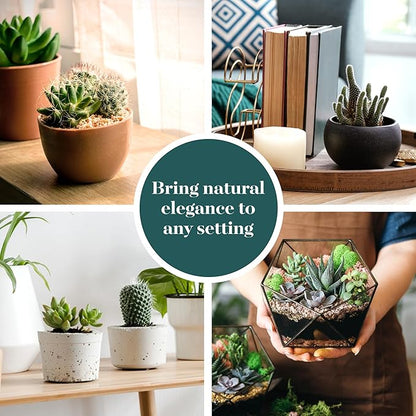 Shop Succulents Premium Live Mini Cactus and Succulent Plants in 2" Pots, Easy Care Indoor or Outdoor Gardening, Terrariums, Favors, & Contemporary Spaces with Hardy, Resilient Varieties, Pack of 64
