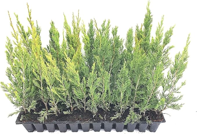 Spartan Juniper | 20 Live Trees | Juniperus Chinensis | Evergreen Privacy Screening Plant