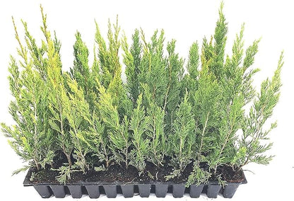 Spartan Juniper | 20 Live Trees | Juniperus Chinensis | Evergreen Privacy Screening Plant