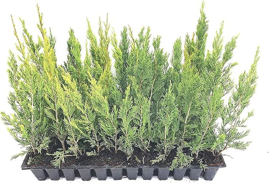 Spartan Juniper | 20 Live Trees | Juniperus Chinensis | Evergreen Privacy Screening Plant