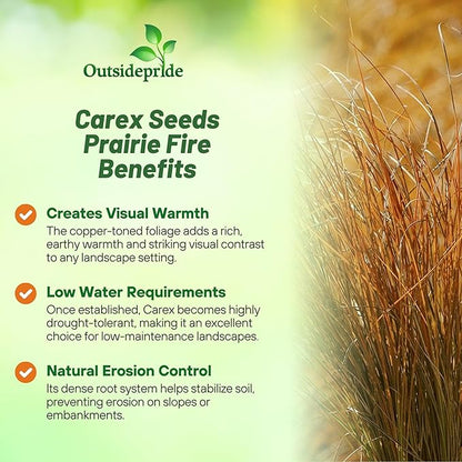 Outsidepride Carex Prairie Fire Ornamental Grass Seed – 200 Pcs. Perennial, Low-Maintenance, Drought-Tolerant Grass Seeds with Low Growing Foliage for Borders, Ground Covers, & Outdoor Living Spaces