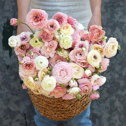 Ranunculus Bulbs - Porcelaine - 100 Bulbs - Pink Flower Bulbs, Corm Attracts Bees, Attracts Pollinators, Easy to Maintain & Grow, Fragrant, Container Garden