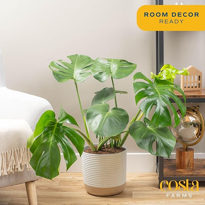 Costa Farms Monstera Swiss Cheese Plant, Live Indoor Plant, Easy to Grow Split Leaf Houseplant in Indoors Garden Plant Pot, Housewarming, Decoration for Home, Office, and Room Decor, 2-3 Feet Tall
