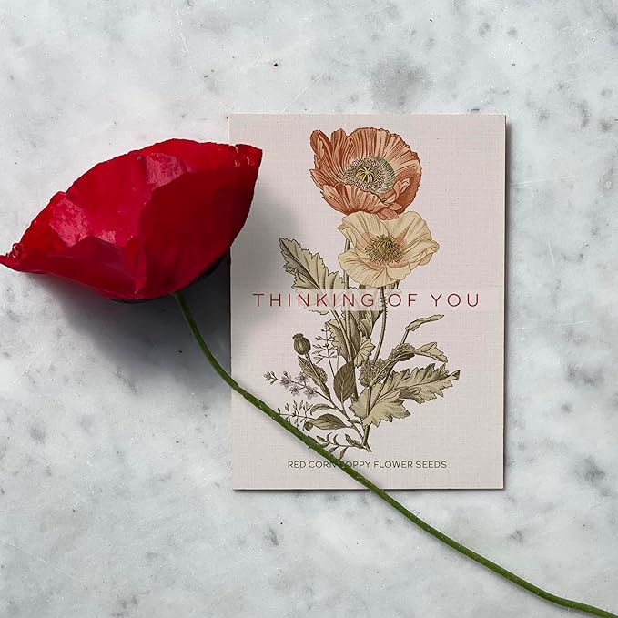 Bentley Classic Vintage Art Poppy Packets, Thinking of You Flanders Corn Seeds, Thoughtful Illustrated Flower Design, Eco-Friendly Hand Out, Sentimental Gift, 25 Pack