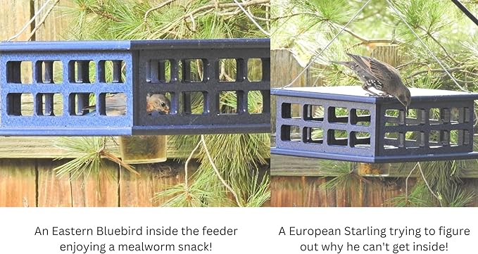 JCs Wildlife Recyled Poly Lumber Deluxe Double Caged Platform Bluebird Feeder (Gray/Blue)