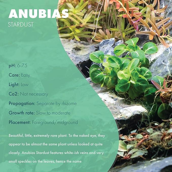 SubstrateSource Anubias Live Aquarium Plants - Potted Freshwater Plant for Fish Tanks, Terrariums - Beginner Friendly Low Light (Stardust Mini, 1 Pot)