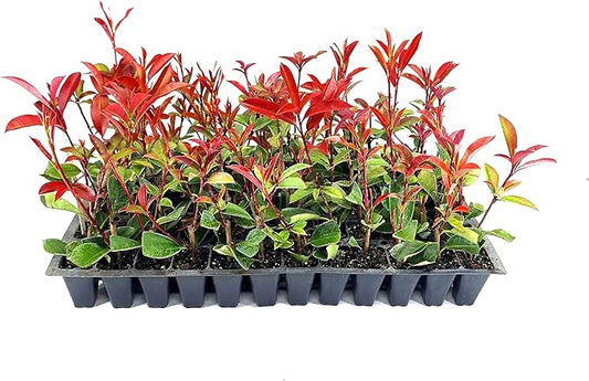 Photinia Red Tip - 3 Live Plants - Photinia x Fraseri - Evergreen Landscape Shrub