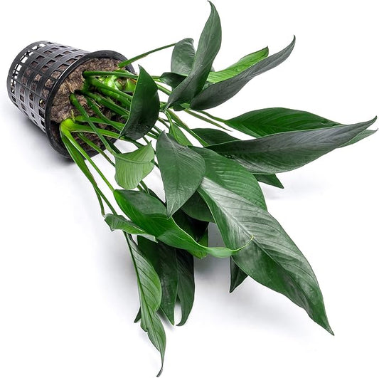 SubstrateSource Anubias Live Aquarium Plants - Potted Freshwater Plant for Fish Tanks, Terrariums - Beginner Friendly Low Light (Lanceolata, Mother Plant)