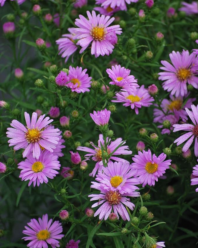 Perennial Farm Aster X 'Wood's Pink' – Live Dwarf Aster Perennial in #1 Container, Compact Habit with Rose-Pink Daisy-Like Blooms, Pollinator Friendly, Long Blooming, Great for Borders & Fall Gardens