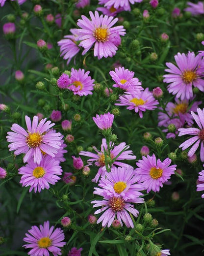 Perennial Farm Aster X 'Wood's Pink' – Live Dwarf Aster Perennial in #1 Container, Compact Habit with Rose-Pink Daisy-Like Blooms, Pollinator Friendly, Long Blooming, Great for Borders & Fall Gardens