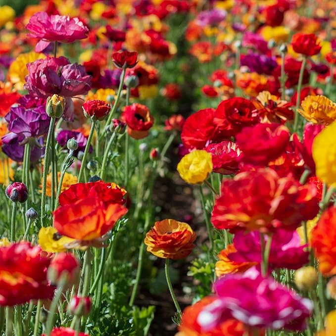 Eden Brothers Ranunculus Bulbs - Passion Mix