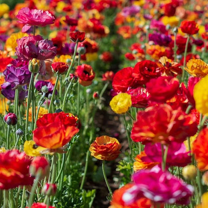 Ranunculus Bulbs - Passion Mix - 100 Bulbs - Mixed Flower Bulbs, Corm Attracts Bees, Attracts Pollinators, Easy to Maintain & Grow, Fragrant, Container Garden