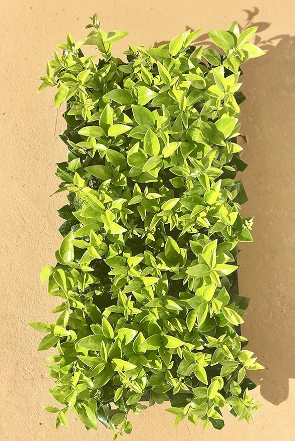 Ligustrum Waxleaf Privet - 20 Live Plants 2" Pot Size - Evergreen Privacy Hedge