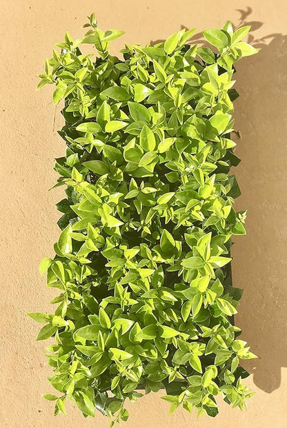 Ligustrum Waxleaf Privet - 3 Live Plants 2" Pot Size - Evergreen Privacy Hedge