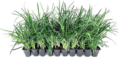 Super Blue Liriope Muscari - 3 Live Plants - Evergreen Ground Cover Grass