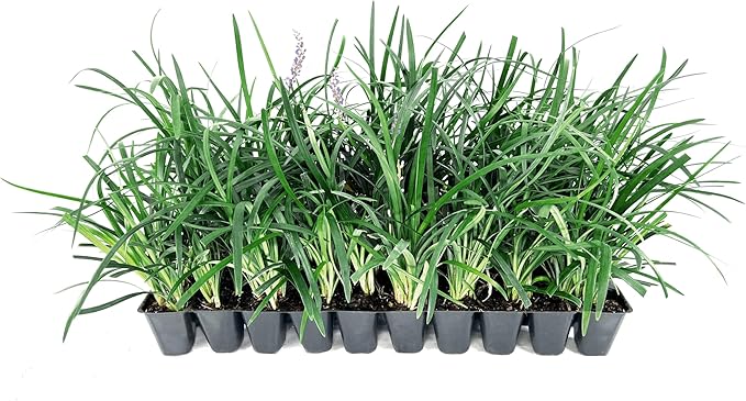 Super Blue Liriope Muscari - 20 Live Plants - Evergreen Ground Cover Grass