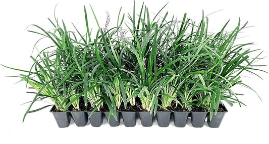 Super Blue Liriope Muscari - 40 Live Plants - Evergreen Ground Cover Grass
