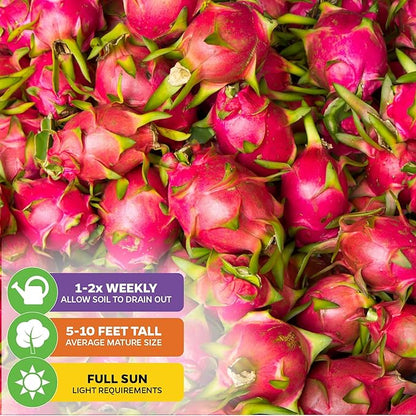 American Beauty Red Dragon Fruit Plant - Hylocereus guatemalensis - Wellspring Gardens Starter Plant - Unique Exotic Fruit Plant Freshly Grown - Ideal for Outdoor, Patio, Garden & Greenhouse Planting