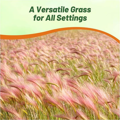 Outsidepride 1000 Seeds Perennial Hordeum Jubatum Foxtail Barley Ornamental Grass Seed for Planting