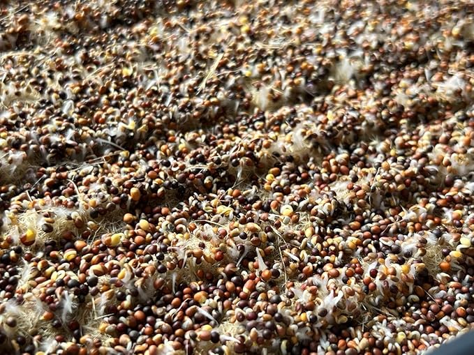 All-Natural Hemp Mat for Growing Microgreens 10" x 20" – Water Retention, High Germination, Ideal for Microgreens, Sprouts & Wheatgrass – Premium Hemp Fiber Grow Pads for Optimal Plant Health(10 Pack)