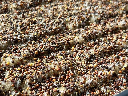 All-Natural Hemp Mat for Growing Microgreens 10" x 20" – Water Retention, High Germination, Ideal for Microgreens, Sprouts & Wheatgrass – Premium Hemp Fiber Grow Pads for Optimal Plant Health(10 Pack)