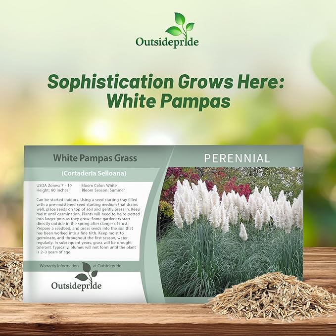 Outsidepride White Pampas Grass Seeds – 1,000 Pcs. Perennial, Drought-Tolerant Ornamental Grass for Large Garden Borders, Privacy Landscaping, Xeriscaping, and Low-Maintenance Outdoor Spaces