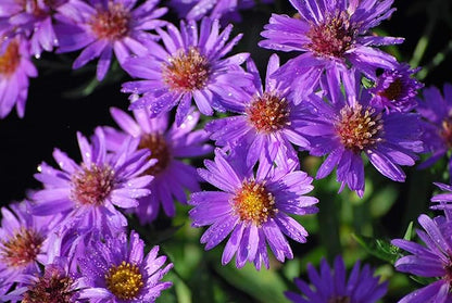 Perennial Farm Aster D. 'Wood's Purple' – Live Perennial in #1 Container, Pale Violet Daisy-Like Blooms, Compact & Hardy, Pollinator Friendly, Long Blooming, Great for Borders & Fall Gardens