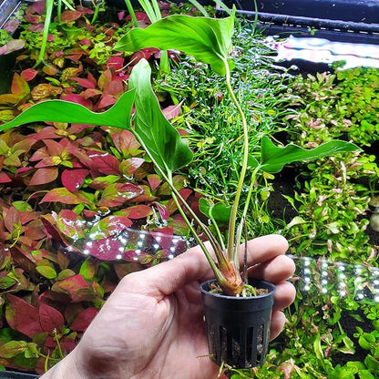 SubstrateSource Anubias Live Aquarium Plants - Potted Freshwater Plant for Fish Tanks, Terrariums - Beginner Friendly Low Light (Hastifolia, 1 Pot)