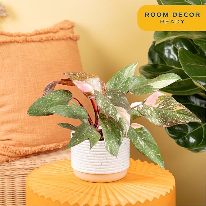 Costa Farms Philodendron Live Plant in Decorative Pot, Air Purifying Indoor Houseplant, Assorted Variety, Home, Room, or Office Decor, House Warming or Birthday Gift, 12-18 Inches Tall