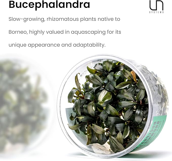 Ultum Nature Systems Live Tissue Culture - Bucephalandra Kedagang Round Mini - Easy Care - Low to Medium Light - Dark Green and Red Accent - Foreground - 100% Snail Free Grown in-Vitro - Small Cup