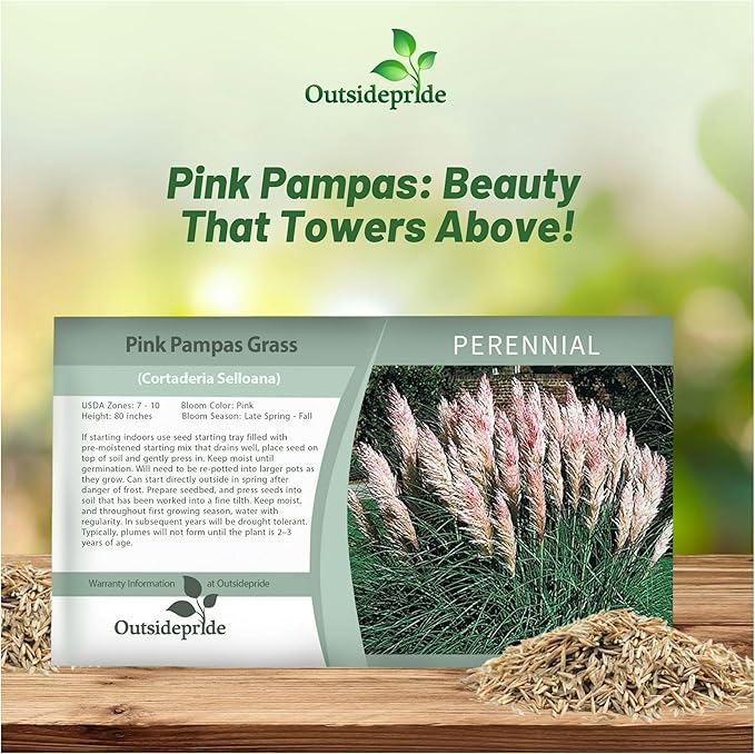 Outsidepride Pink Pampas Grass Seeds – 1,000 Pcs. Perennial, Drought-Tolerant Ornamental Grass for Large Garden Borders, Privacy Landscaping, Xeriscaping, and Low-Maintenance Outdoor Spaces